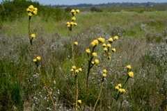 Leucadendron thymifolium