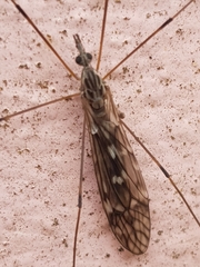 Tipula confusa
