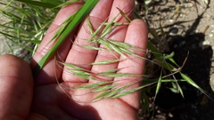 Bromus pectinatus
