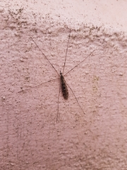 Tipula confusa