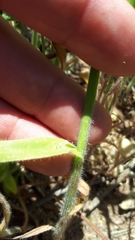 Bromus pectinatus