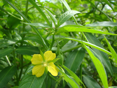 Ludwigia octovalvis observed 2017-08-03