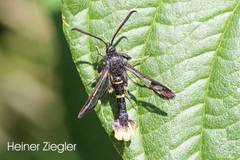 Synanthedon andrenaeformis