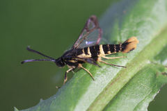 Synanthedon andrenaeformis