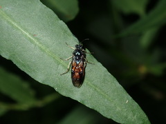 Lophyrotoma analis