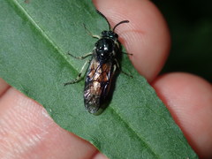 Lophyrotoma analis
