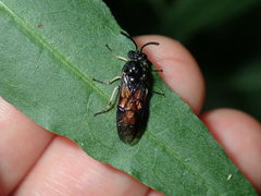 Lophyrotoma analis