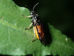 Lophyrotoma analis