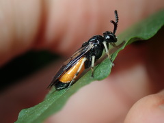 Lophyrotoma analis