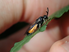 Lophyrotoma analis