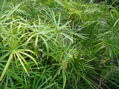 Cyperus alterniflorus