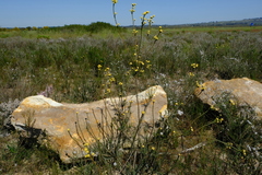 Leucadendron thymifolium