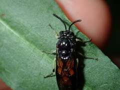 Lophyrotoma analis
