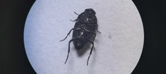 Zophosis punctata