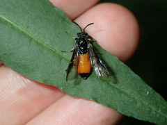 Lophyrotoma analis