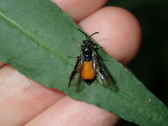 Lophyrotoma analis