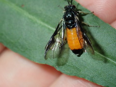 Lophyrotoma analis
