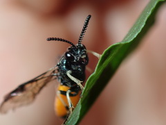 Lophyrotoma analis