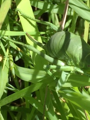 Polysarcus denticauda