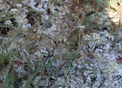 Lepidium cartilagineum