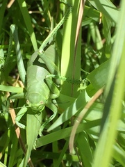 Polysarcus denticauda