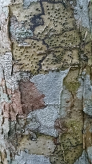 Fissurina alboscripta