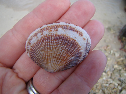 Gafrarium harteae