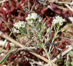 Lepidium cartilagineum