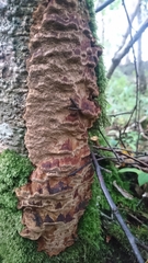 Dichomitus campestris