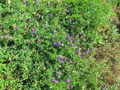 Vicia amurensis