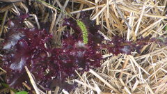 Lactuca sativa