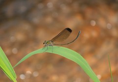 Vestalis apicalis