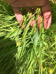 Polysarcus denticauda