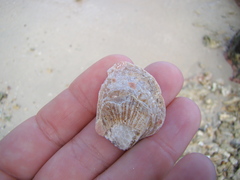 Isognomon