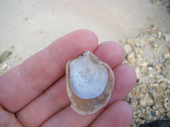 Isognomon