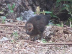 Alectura lathami lathami