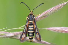 Bembecia ichneumoniformis