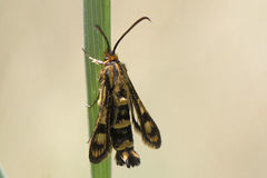 Chamaesphecia empiformis