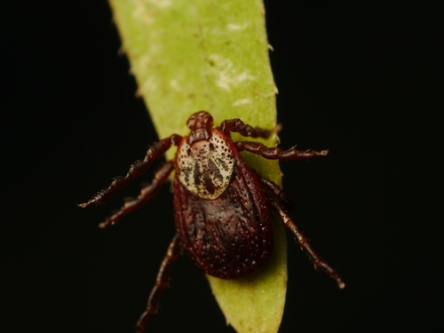Ornate Cow Tick photo 5
