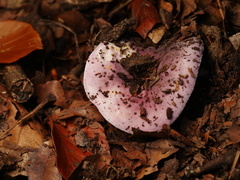 Russula turci