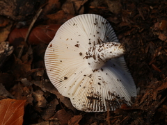 Russula turci