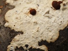 Etheirodon fimbriatum
