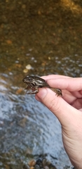 Lithobates catesbeianus