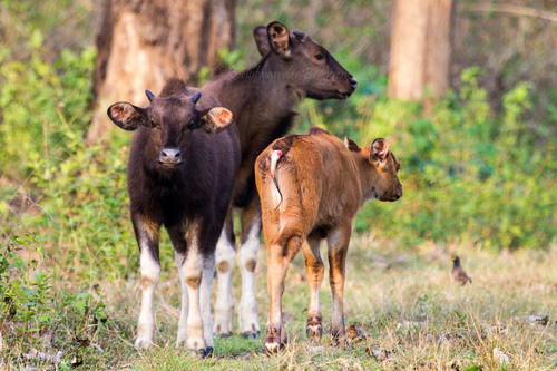 Gaur, photo 5 of 10
