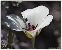 Calochortus bruneaunis