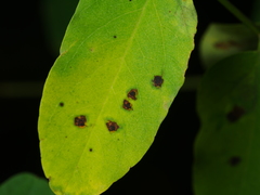 Phloeospora robiniae