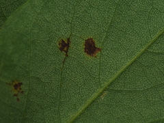 Phloeospora robiniae