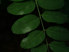 Erysiphe palczewskii
