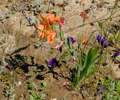 Gladiolus meliusculus
