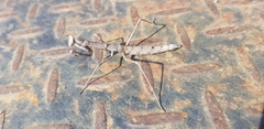 Coenomantis kraussiana